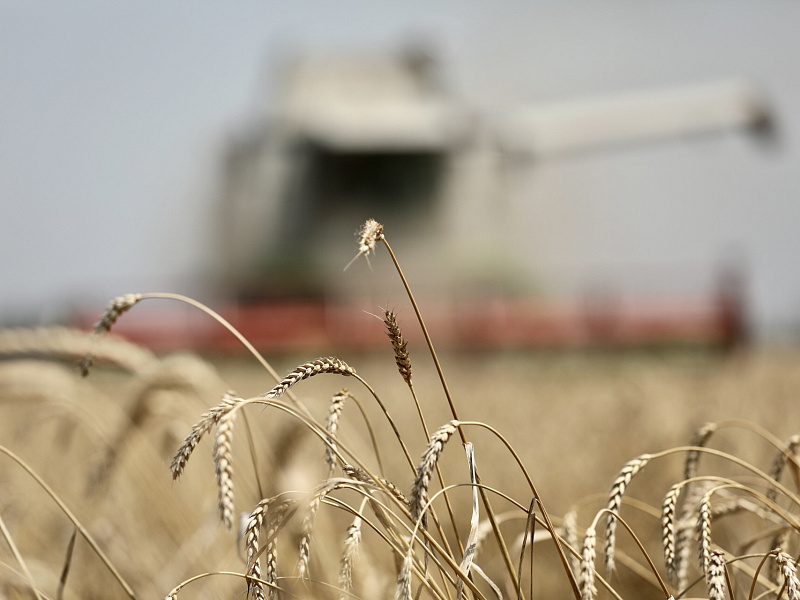 В Краснодарском крае урожай зерновых колосовых и зернобобовых превысил 5,5 млн. тонн