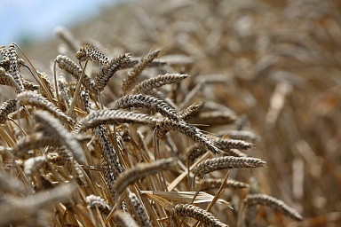 В России собрано порядка 35 млн тонн зерна