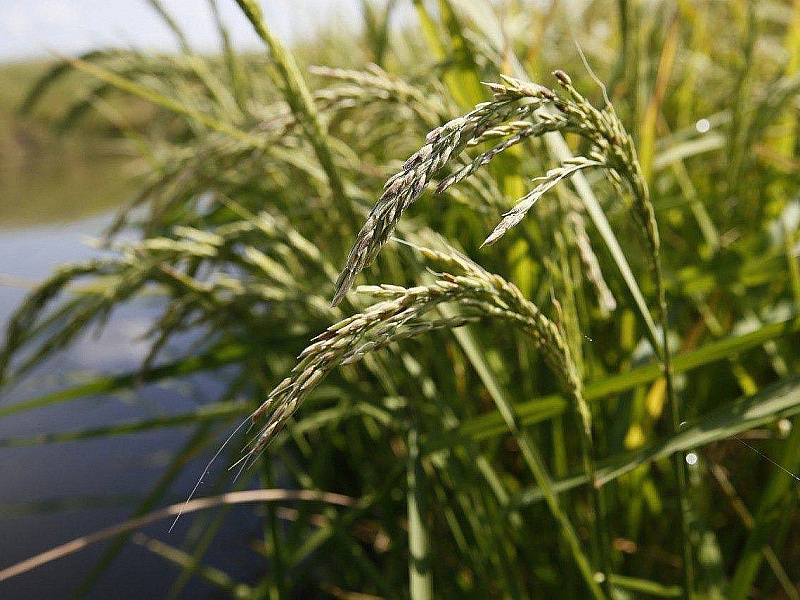Вениамин Кондратьев: В 2022 году рисом засеют около 120 тысяч гектаров полей Кубани