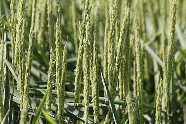 Сельхозпредприятия Крыма приступили к уборке риса