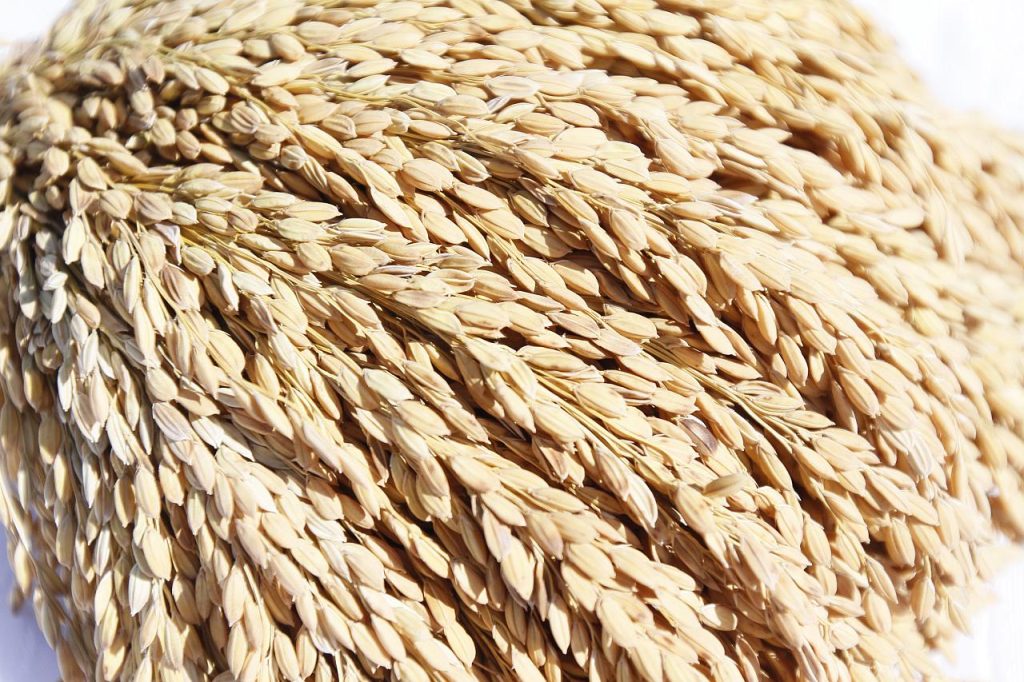 Вениамин Кондратьев: На Кубани стартовала уборка риса