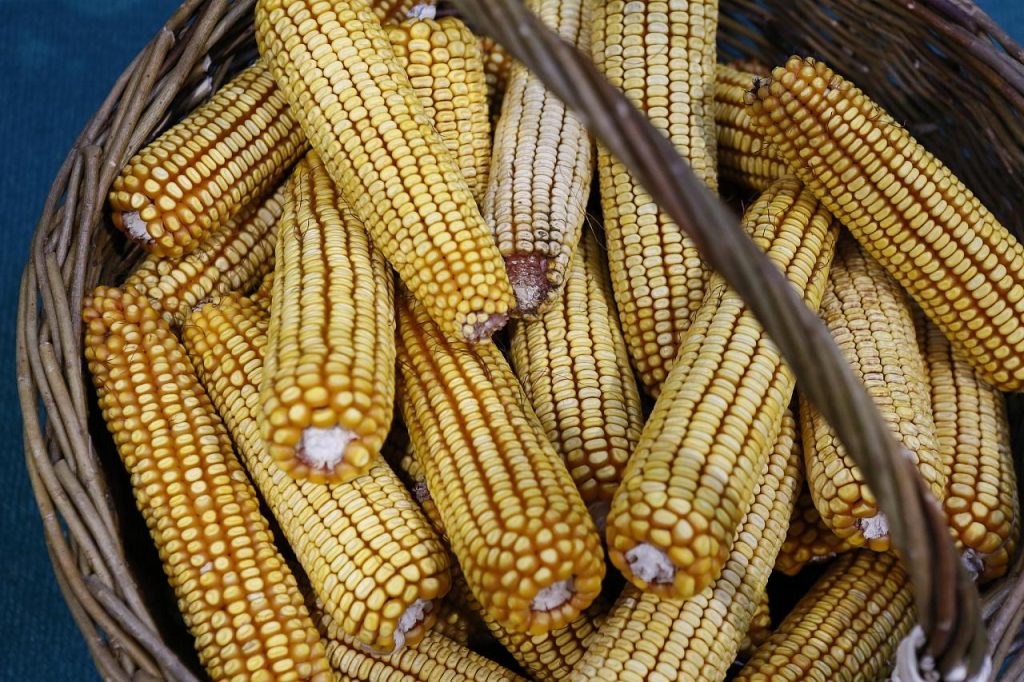 В 2023 году Краснодарский край в два раза увеличил экспорт кукурузы